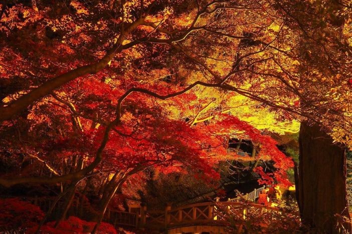 日本紅葉2022 日本旅遊賞楓懶人包 拍拖景點 紅葉打卡攻略